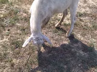 Cabro, Cabras — foto 3