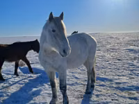 Caballo, Alter Real — foto 2