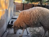 Oveja, Ovejas — foto 1