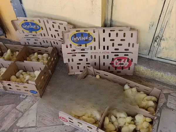 Chickens