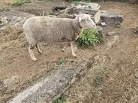 Schaf, Australian merinos sheep — Foto 1