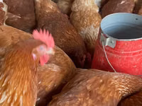 Chickens — Foto 2