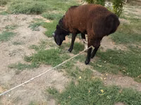Widder, Baerchuke sheep — Foto 5