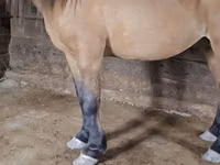 Farasi dume, Mugalzhar horse — picha 3