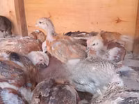Chickens — الصورة 3