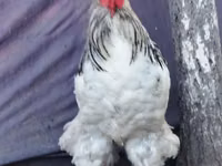 براهما — الصورة 5