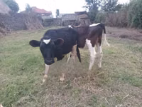 सांड, Russian Black pied cattle — फ़ोटो 2