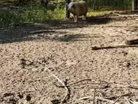 Sow — photo 2