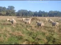भेड़, Vendee sheep — फ़ोटो 3