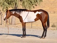 فرس, National Show Horse — الصورة 1