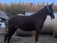 母马, Welsh Cob — 照片 4