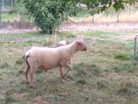 كبش, Rouge de l’Ouest sheep — الصورة 3