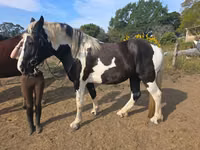 घोड़ी, Pinto horses — फ़ोटो 1
