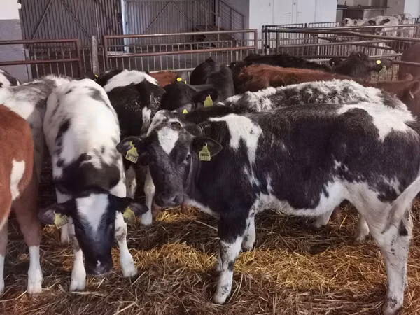Ng'ombe dume, Russian Black pied cattle