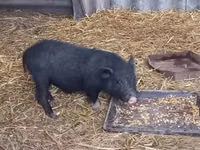 Boar — photo 1
