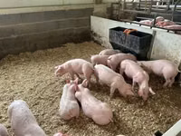 Schweine (Partie, Geschlecht nicht angegeben), Schweine — Foto 7