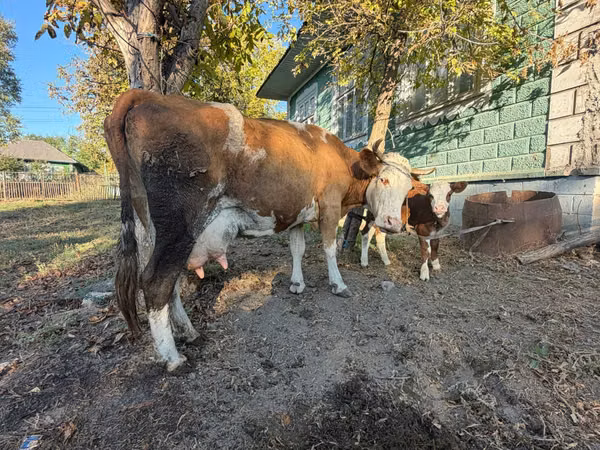 Kuh, Simmental cattle