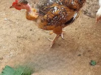 Chickens — photo 2