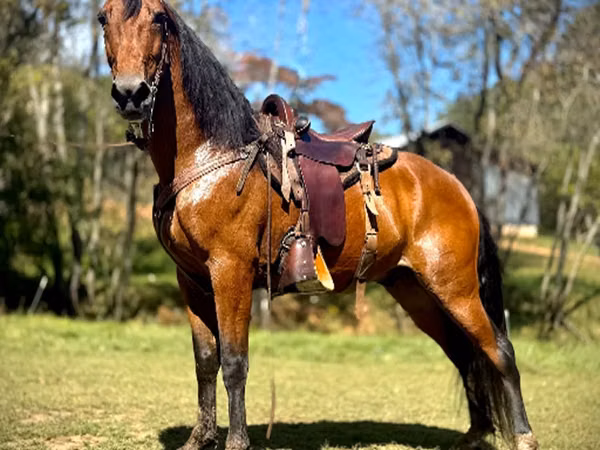 Farasi dume, Tennessee Walking Horse