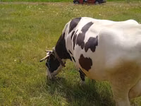 Kuh, Russian Black pied cattle — Foto 4