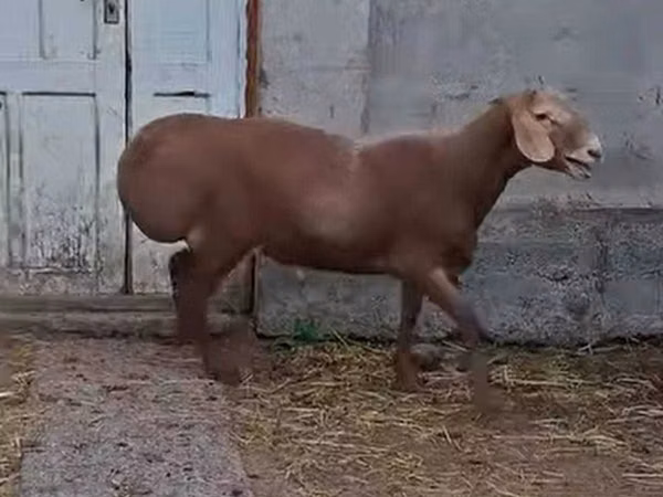 Sheep (batch, sex not specified), Sheep