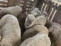 Schaf, Blackheaded Persian sheep — Foto 8
