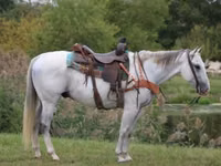 Caballo, Quarter Horse — foto 1