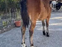 Farasi dume, Welsh Cob — picha 2