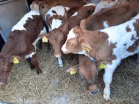Bull, Simmental cattle — photo 2