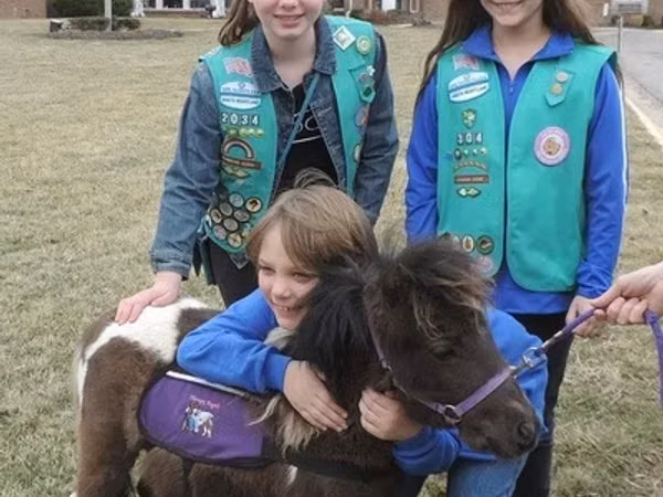 घोड़ा, Miniature horse