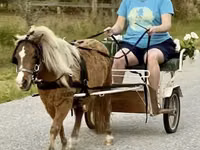 Hengst, Miniature horse — Foto 1