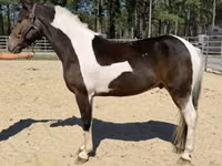 Farasi dume, American paint horse — picha 2