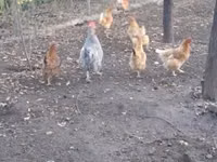 Danish hen — picha 1