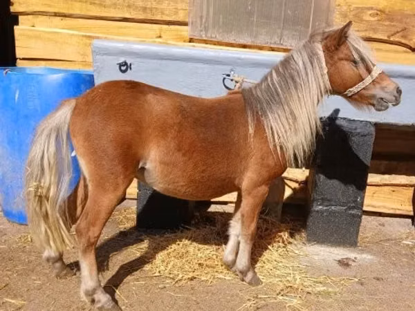 Caballo, Caballos