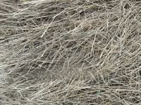 Boma Rhodes Hay - Very Clean and Fresh — 照片 4