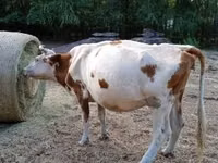 Ng'ombe jike, Simmental cattle — picha 3