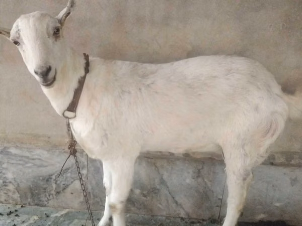 Ziegenbock, Barbari goats
