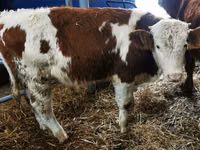 Rinder (Partie, Geschlecht nicht angegeben), Simmental cattle — Foto 3
