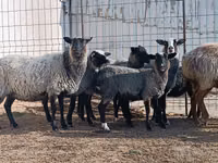 绵羊（批次，未指定性别）, Romanov sheep — 照片 5
