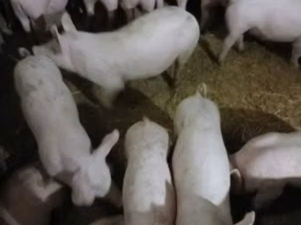 母猪, 