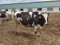 Cow, Russian Black pied cattle — photo 5