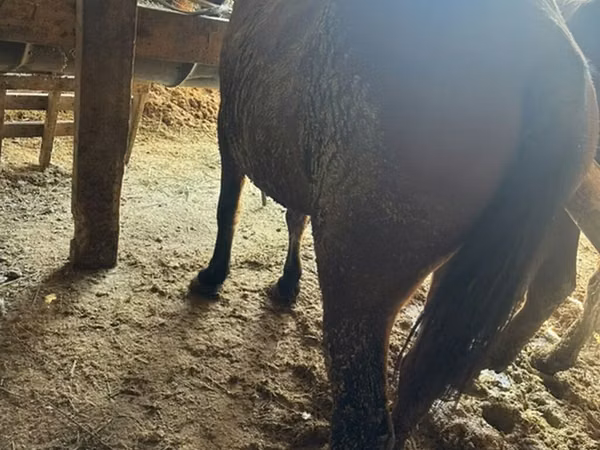 Mare, Horses