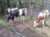 بقرة, Simmental cattle — الصورة 7