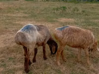 Kondoo jike, Kazakh meat-wool sheep — picha 3