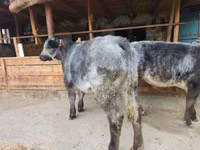 ثور, Swiss cattle — الصورة 2