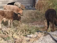 Toro, Ganado vacuno — foto 4