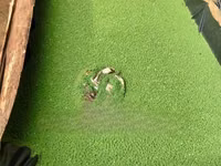 Azolla Seedlings — 照片 3
