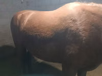 Farasi jike, Budyonny horse — picha 1