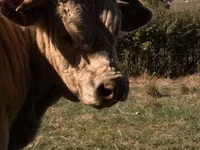 公牛, Simmental cattle — 照片 2