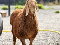 公羊, Hissar sheep — 照片 2
